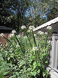 Helen Campbell Spiderflower (Cleome hassleriana 'Helen Campbell') at A Very Successful Garden Center