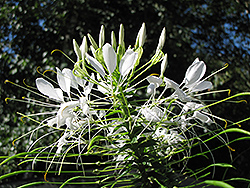 Helen Campbell Spiderflower (Cleome hassleriana 'Helen Campbell') at A Very Successful Garden Center