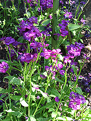 Harmony Purple Stock (Matthiola incana 'Harmony Purple') at Lakeshore Garden Centres