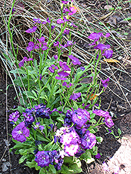 Purple Stock (Matthiola incana 'Purple') at Stonegate Gardens