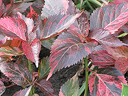 Tricolor Copper Plant (Acalypha wilkesiana 'Tricolor') at A Very Successful Garden Center