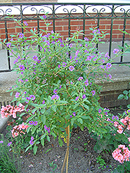 Blue Potato Bush (tree form) (Solanum rantonnetii '(tree form)') at A Very Successful Garden Center