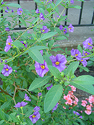 Blue Potato Bush (tree form) (Solanum rantonnetii '(tree form)') at A Very Successful Garden Center
