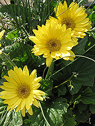 Festival Yellow Gerbera Daisy (Gerbera jamesonii 'Festival Yellow') at A Very Successful Garden Center
