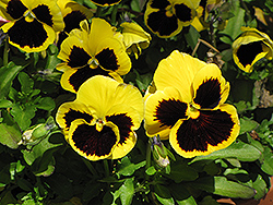 Delta Yellow With Blotch Pansy (Viola x wittrockiana 'Delta Yellow With Blotch') at Lakeshore Garden Centres