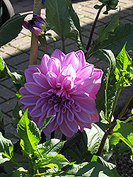 Lilac Time Dahlia (Dahlia 'Lilac Time') at A Very Successful Garden Center