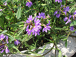 Top Pot Blue Fan Flower (Scaevola aemula 'Top Pot Blue') at A Very Successful Garden Center