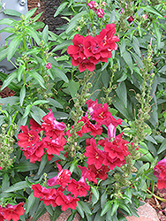 Madame Butterfly Red Snapdragon (Antirrhinum majus 'Madame Butterfly Red') at A Very Successful Garden Center