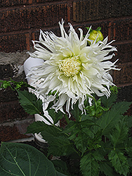 White Star Dahlia (Dahlia 'White Star') at A Very Successful Garden Center
