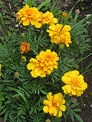 Zenith Golden Yellow Marigold (Tagetes patula 'Zenith Golden Yellow') at A Very Successful Garden Center