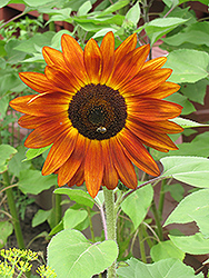 Red Sun Annual Sunflower (Helianthus annuus 'Red Sun') at Lakeshore Garden Centres