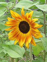 Evening Sun Annual Sunflower (Helianthus annuus 'Evening Sun') at A Very Successful Garden Center