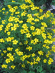 Lemon Gem Marigold (Tagetes tenuifolia 'Lemon Gem') at A Very Successful Garden Center