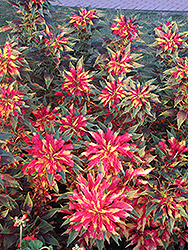 Summer Poinsettia (Amaranthus tricolor) at A Very Successful Garden Center