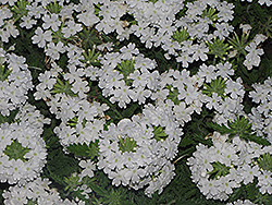Superbena Bushy White Verbena (Verbena 'Superbena Bushy White') at Lakeshore Garden Centres