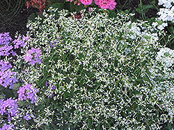 Silver Fog Euphorbia (Euphorbia 'Silver Fog') at A Very Successful Garden Center