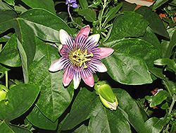 Pfordt's Passion Flower (Passiflora x alatocaerulea) at Stonegate Gardens