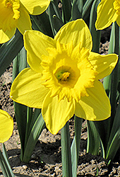 King Alfred Daffodil (Narcissus 'King Alfred') at A Very Successful Garden Center