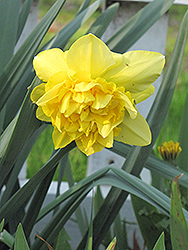 Double Campernelle Daffodil (Narcissus 'Double Campernelle') at Stonegate Gardens