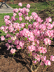 April Song Rhododendron (Rhododendron 'April Song') at A Very Successful Garden Center