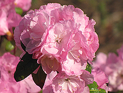 April Song Rhododendron (Rhododendron 'April Song') at A Very Successful Garden Center