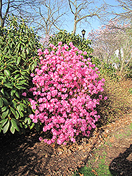 Landmark Rhododendron (Rhododendron 'Landmark') at Stonegate Gardens