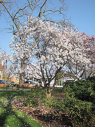 Waterlily Magnolia (Magnolia stellata 'Waterlily') at Lakeshore Garden Centres