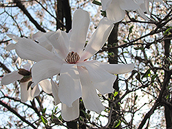 Waterlily Magnolia (Magnolia stellata 'Waterlily') at A Very Successful Garden Center