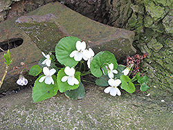 White Wood Violet (Viola odorata 'Alba') at A Very Successful Garden Center