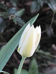 White Emperor Tulip (Tulipa 'White Emperor') at A Very Successful Garden Center