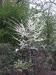 Texas White Redbud (Cercis canadensis 'Texas White') at Lakeshore Garden Centres