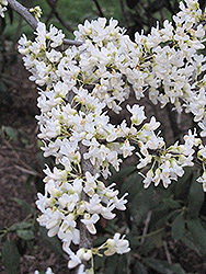 Texas White Redbud (Cercis canadensis 'Texas White') at A Very Successful Garden Center