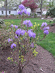 Blue Baron Rhododendron (Rhododendron 'Blue Baron') at Lakeshore Garden Centres