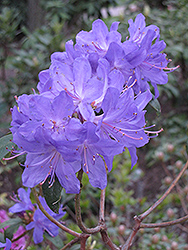 Blue Baron Rhododendron (Rhododendron 'Blue Baron') at Lakeshore Garden Centres
