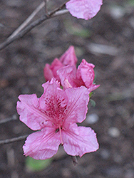 Lake Michigan Azalea (Rhododendron 'Lake Michigan') at A Very Successful Garden Center