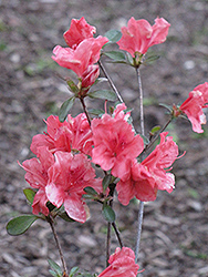 Red Wing Azalea (Rhododendron 'Red Wing') at Stonegate Gardens