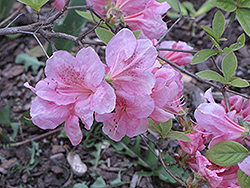 Wyandotte Azalea (Rhododendron 'Wyandotte') at A Very Successful Garden Center