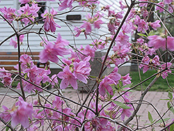 Lake Ontario Azalea (Rhododendron 'Lake Ontario') at A Very Successful Garden Center
