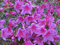 Jessica Azalea (Rhododendron 'Jessica') at A Very Successful Garden Center