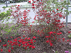 Brick Red Azalea (Rhododendron kaempferi 'Brick Red') at A Very Successful Garden Center