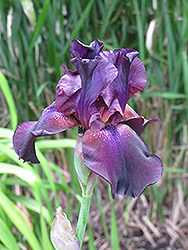 Superstition Iris (Iris 'Superstition') at Stonegate Gardens