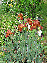 Sultan's Palace Iris (Iris 'Sultan's Palace') at Stonegate Gardens