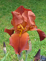 Sultan's Palace Iris (Iris 'Sultan's Palace') at Stonegate Gardens