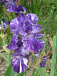 Batik Iris (Iris 'Batik') at The Mustard Seed