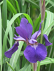 Caesar's Brother Siberian Iris (Iris sibirica 'Caesar's Brother') at Schulte's Greenhouse & Nursery