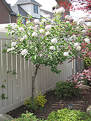 Cayuga Fragrant Viburnum (tree form) (Viburnum x carlcephalum 'Cayuga (tree form)') at A Very Successful Garden Center