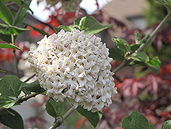 Cayuga Fragrant Viburnum (tree form) (Viburnum x carlcephalum 'Cayuga (tree form)') at Stonegate Gardens