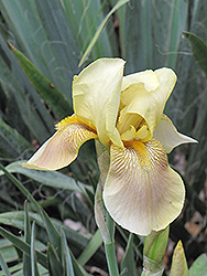 Sunol Iris (Iris 'Sunol') at A Very Successful Garden Center