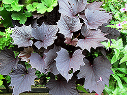 Sweet Caroline Bewitched Purple Sweet Potato Vine (Ipomoea batatas 'Sweet Caroline Bewitched Purple') at A Very Successful Garden Center