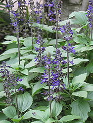 Blue Anise Sage (Salvia guaranitica) at A Very Successful Garden Center